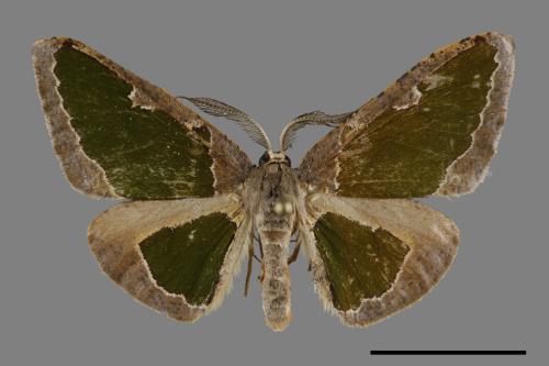 Celenna festivaria formosensis[綠紋尺蛾][00094859]