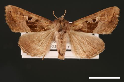 Phlogophora conservuloides[燭影錦夜蛾][00002007]
