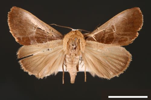 Westermannia elliptica[00004373]