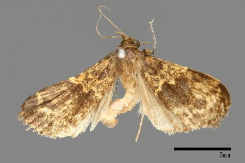 <已分類>Family：Noctuidae[夜蛾科][00011145]