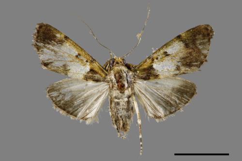 Teliphasa albifusa[00064651]