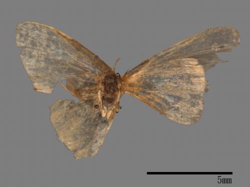 Schistophleps bipuncta[珠苔蛾][00039971]
