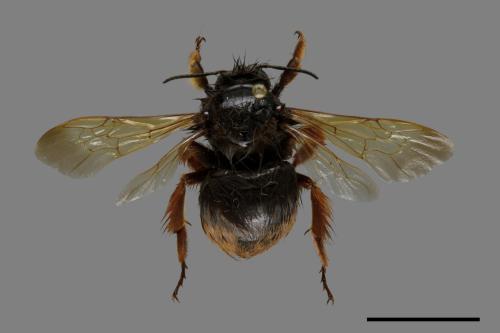 Bombus flavescens[黃色熊蜂][00074695]