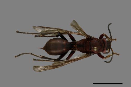 Polistes tenebricosus[赭褐長腳蜂][00074435]