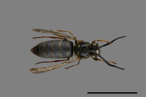 Vespula flaviceps[細黃胡蜂][00072896]