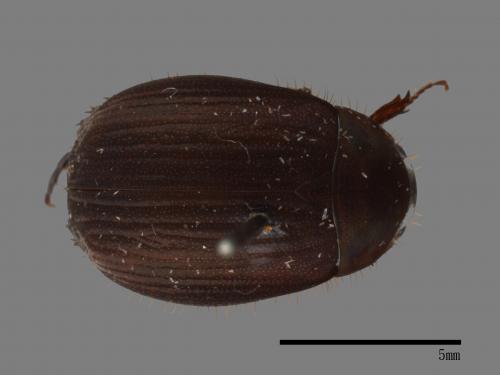 <已分類>Family：Scarabaeidae[金龜子科][00084193]