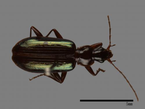 <已分類>Family：Carabidae[步行蟲科][00041070]