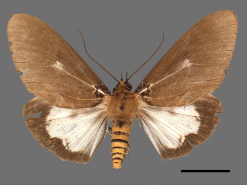 Asota heliconia zebrina[圓端擬燈蛾][00057303]