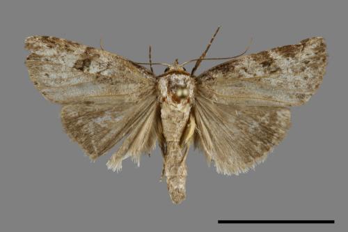 Bryophilina mollicula[00099706]