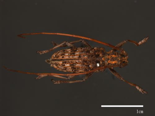 Monochamus alternatus[松斑天牛][00080662]