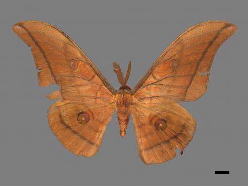 Antheraea yamamai superba[大透目天蠶蛾][00016085]