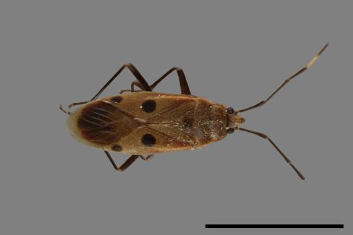 Physopelta quadriguttata[00040241]