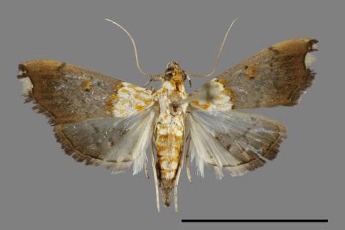 <已分類>Family：Crambidae[草螟科][00100537]