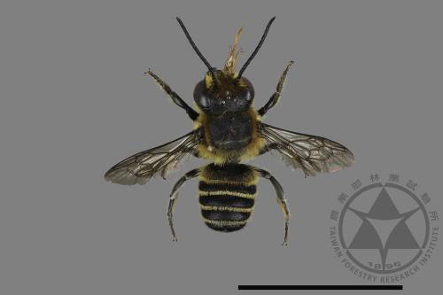 <已分類>Genus：Megachile[切葉蜂屬][00173228]