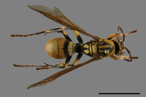 Polistes rothneyi[黃長腳蜂][00119348]