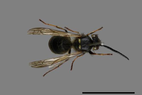 Vespula flaviceps[細黃胡蜂][00072917]