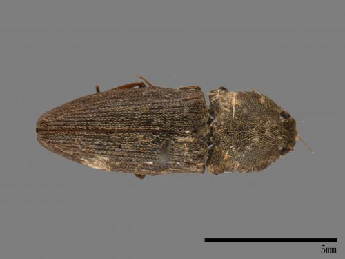 <已分類>Family：Elateridae[叩頭蟲科][00083879]
