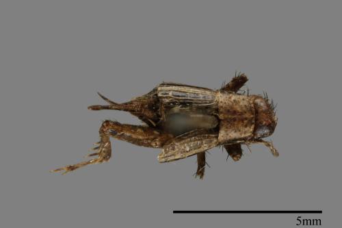 <已分類>Family：Nemobiidae[地蟋科][00054165]