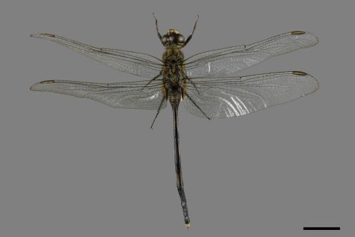Orthetrum sabina sabina[杜松蜻蜓][00088955]
