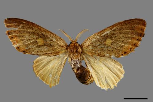 Euproctis insulata[00034213]