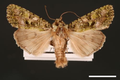 Euplexidia pallidivirens[00001912]