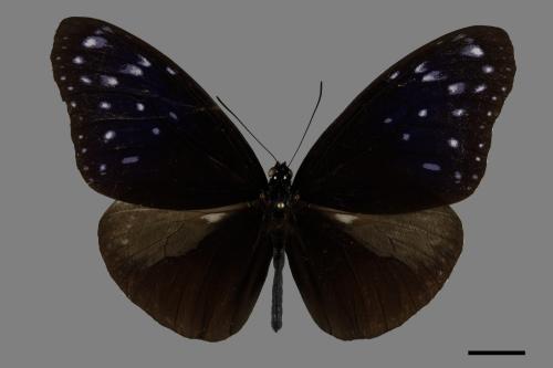 Euploea mulciber barsine[端紫斑蝶][00093937]