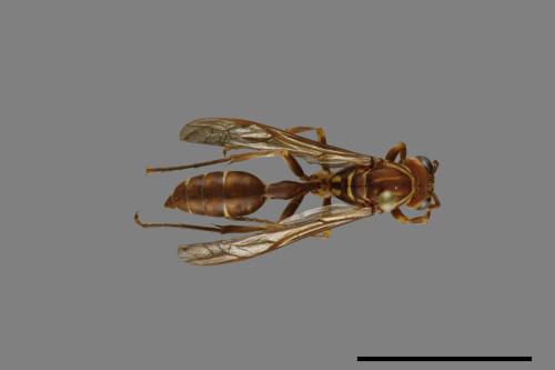 Parapolybia nodosa[叉胸異腹胡蜂][00078777]