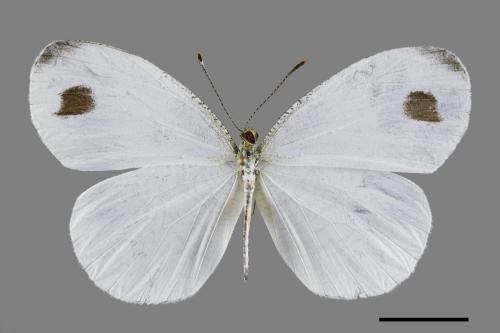 Leptosia nina niobe[黑點粉蝶][00094515]