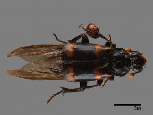 Nicrophorus nepalensis[橙斑埋葬蟲][00095818]