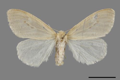Pantana ochripalpis[後白暗毒蛾][00056126]