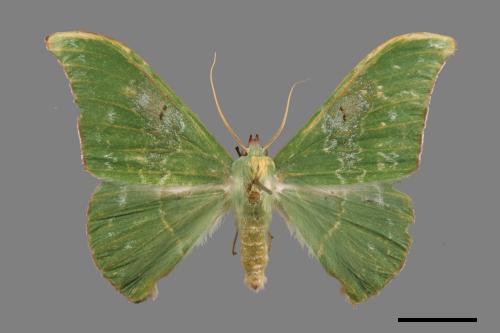 Tanaorhinus viridiluteatus[雙點鐮翅青尺蛾][00019854]