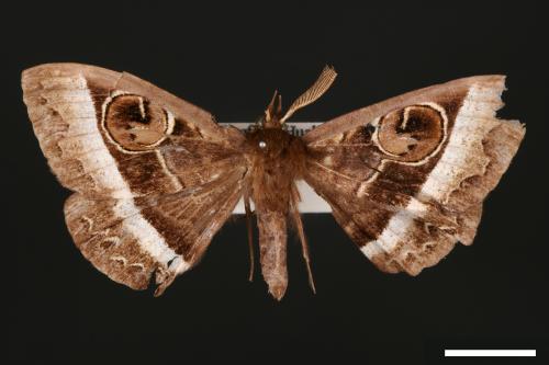 Metopta rectifasciata[蚪目夜蛾][00005435]