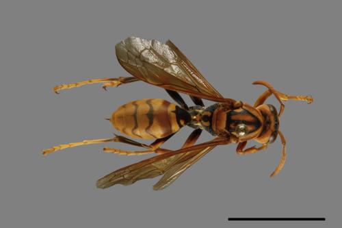 Polistes jokahamae[果馬蜂][00072830]