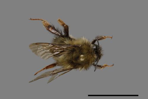 Bombus sonani[楚南熊蜂][00074694]