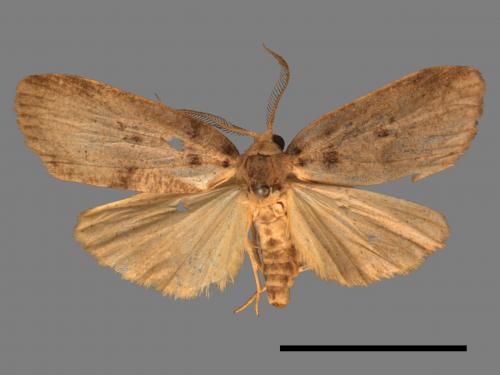 Eugoa grisea[雙點良苔蛾][00056299]