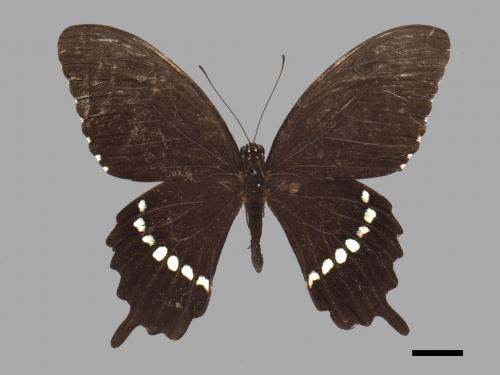 Papilio polytes polytes[玉帶鳳蝶][00061540]