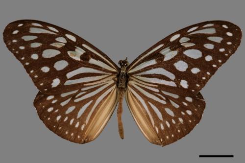 Ideopsis similis[琉球青斑蝶][00013673]