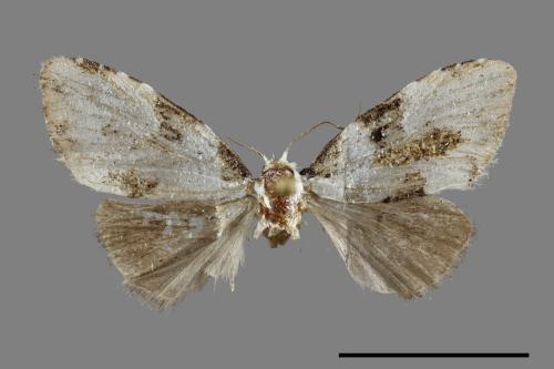 <已分類>Family：Noctuidae[夜蛾科][00092553]