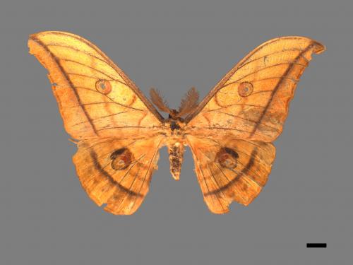 Antheraea yamamai superba[大透目天蠶蛾][00016101]