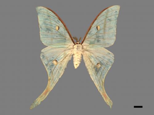 Actias selene ningpoana[長尾水青蛾][00016323]