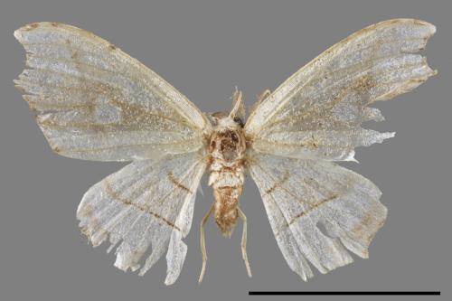 Leucobrepsis excisa[四窗帶鉤蛾][00047291]