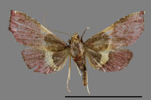 <已分類>Family：Pyralidae[螟蛾科][00064030]