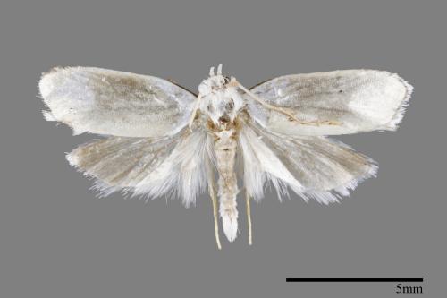 <已分類>Order：Lepidoptera[鱗翅目][00092115]