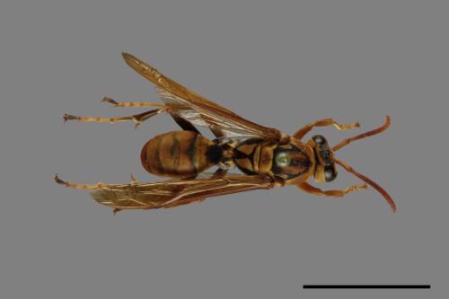 Polistes formosanus[00073592]