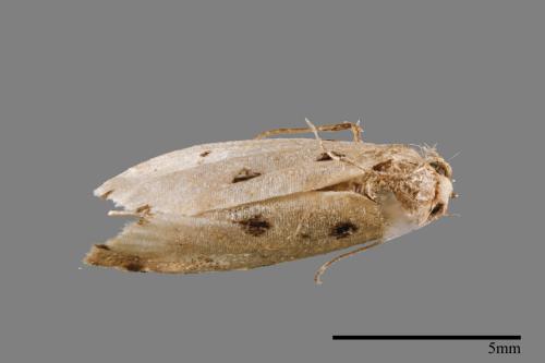 Metaemene atrigutta maculata[麗夜蛾][00009172]
