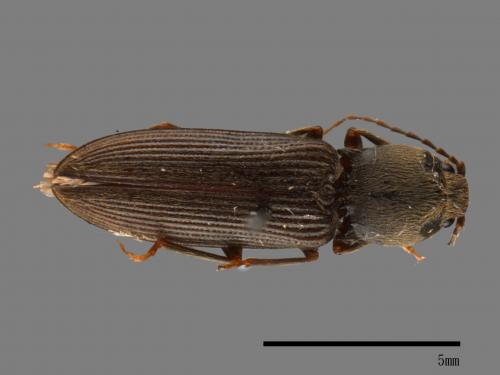 <已分類>Family：Elateridae[叩頭蟲科][00083754]