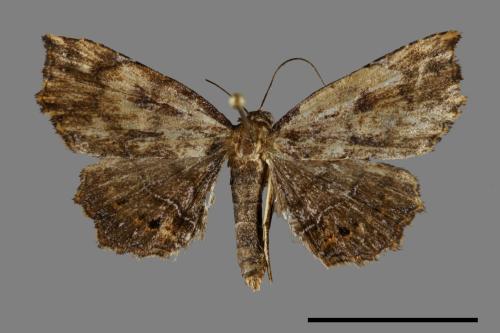 Eutrogia morosa[00092348]