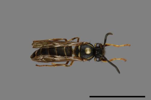 Vespula flaviceps[細黃胡蜂][00073382]