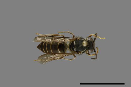 Vespula flaviceps[細黃胡蜂][00073000]