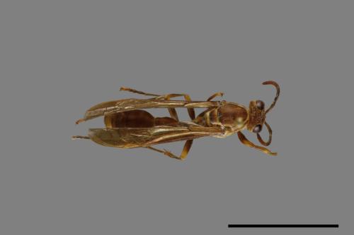 Parapolybia varia[變側異腹胡蜂][00078844]